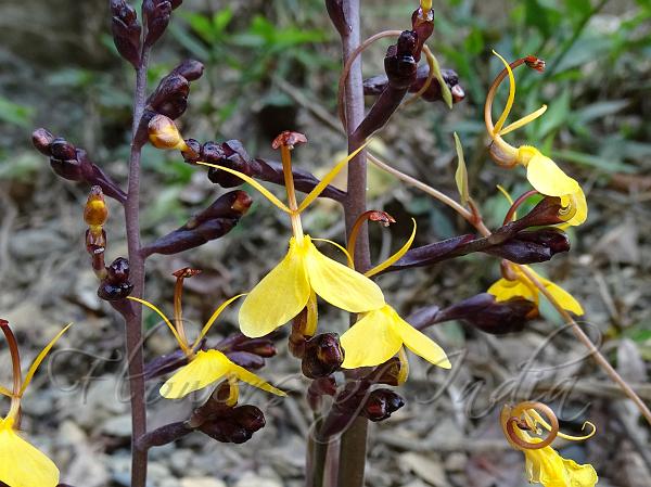 Purple-Sepal Swan Flower